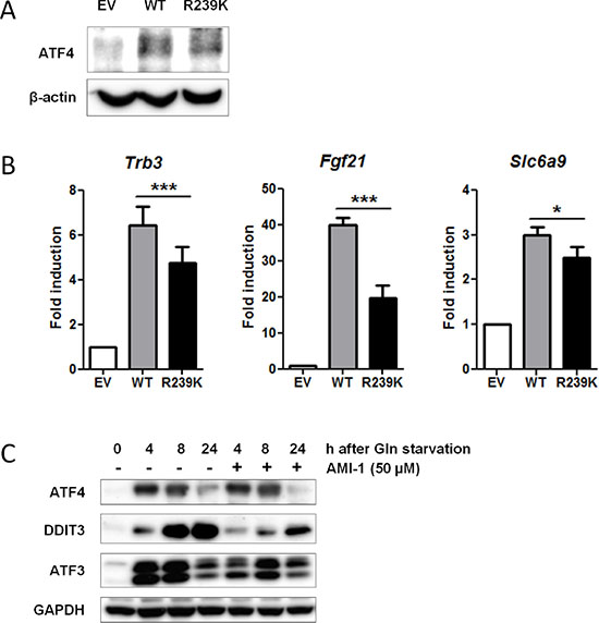 Loss of PRMT1-mediated methylation at residue R239 attenuates ATF4 function.