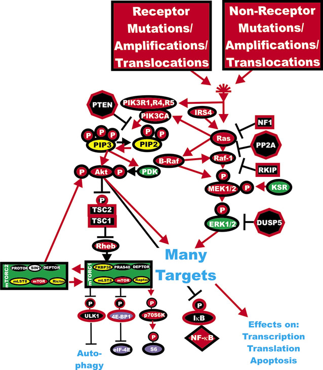 Activation of the Ras/Raf/MEK/ERK and Ras/PI3K/PTEN/Akt/mTOR Pathways by Genetic Mutations.