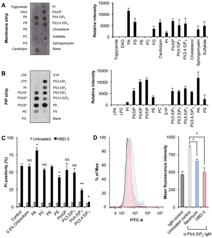 Binding to phospholipids by HBD-3.