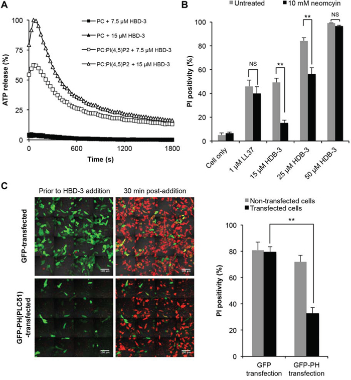 Importance of PI(4,5)P2 binding in HBD3-mediated membrane permeabilisation.