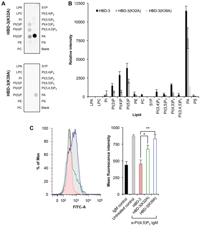 Reduced lipid binding by HBD-3 mutants.