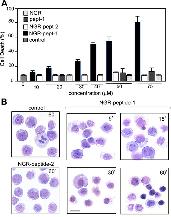 The CNGRC-GG-D(KLAKLAK)2 peptide induces cell death in U937 cells.