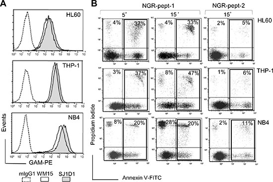 Expression of CD13 on AML cell lines and their sensitivity to NGR-peptide-1.