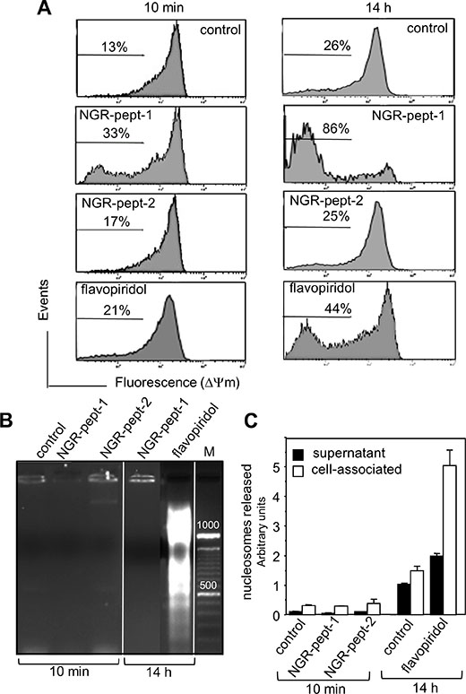 NGR-peptide-1 induces mitochondrial membrane depolarization in the absence of DNA fragmentation.