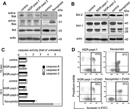 NGR-peptide-1-induced cell death does not depend upon Bcl-2 family proteins and caspases&#x2019; activity.