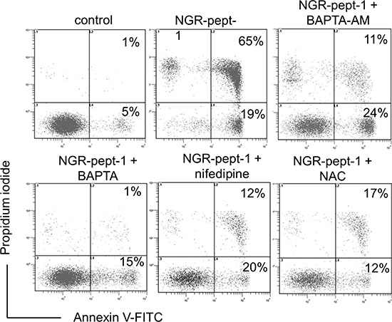 BAPTAs, nifedipine and NAC prevent NGR-peptide-1-induced U937 cell death.