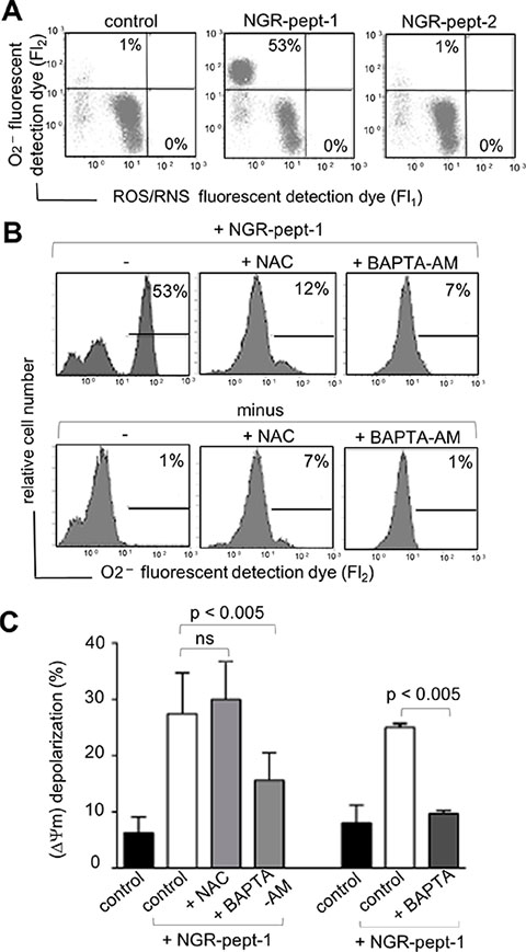 Effects of BAPTAs and NAC on ROS/RNS production and &#x0394;&#x03A8;m depolarization in NGR-peptide-1-treated U937 cells.