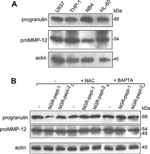 Expression of progranulin and proMMP-12 in AML cell lines and effect of NGR-peptide-1 on their expression in U937 cells.
