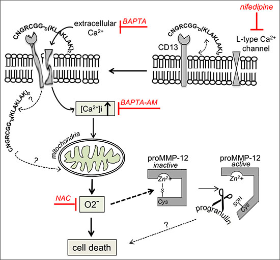 Putative model for the involvement of cell signalling pathways in the induction of death by NGR-peptide-1 in AML cells.