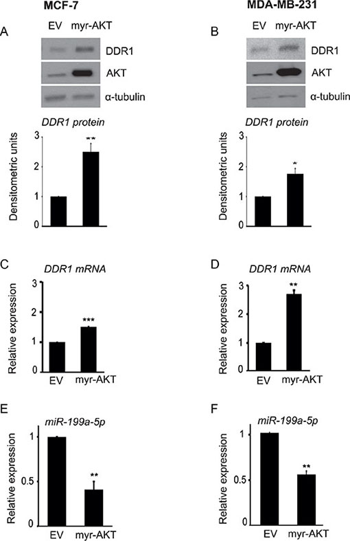 AKT activity is directly involved in DDR1 upregulation and inhibition of miR-199a-5p.