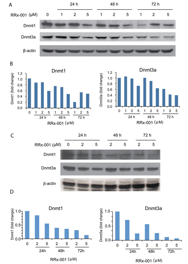 Determination of the effect of RRx-001 on the protein levels of Dnmt1 and Dnmt3a by western blot.