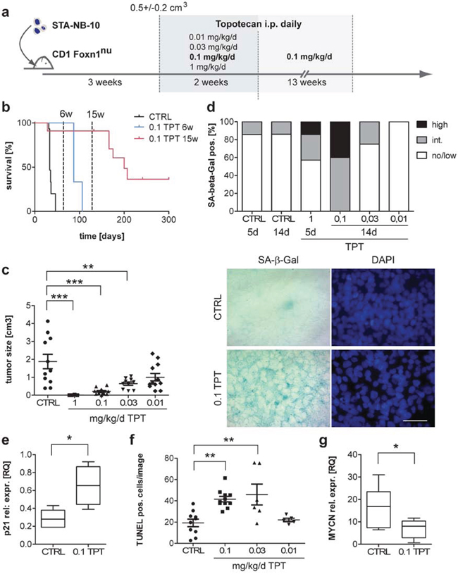 Senescence-induction, reduction of MYCN expression and prolonged survival in a xenograft mouse model for aggressive MYCN-amplified NB by continuous low-dose TPT treatment.