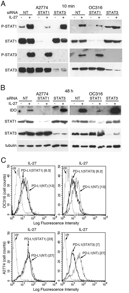 Silencing of STAT1 or STAT3 with siRNA effects IL-27-driven IDO or PD-L1 expression.