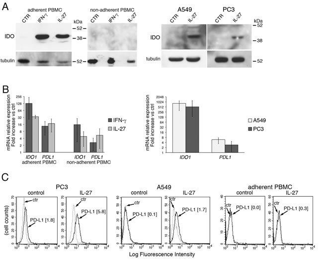 IL-27 induces PD-L1 and/or IDO expression in human PC3 prostate and A549 lung cancer cells and adherent PBMC.