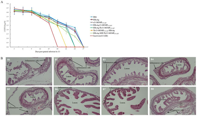 Immunization with HBcAg/MOMPm chimeric VLPs protects mice against