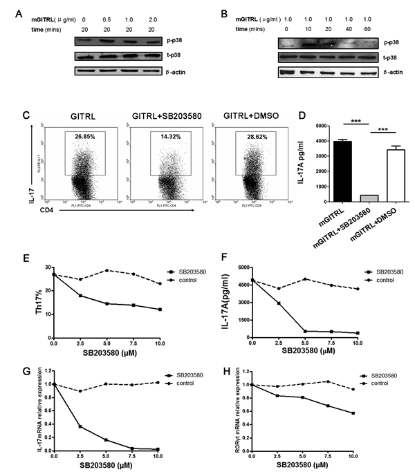 p38 MAPK is necessary for GITRL-induced Th17 differentiation.