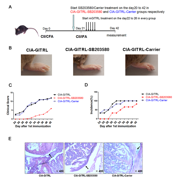 P38 MAPK inhibitor alleviates arthritis progression in the GITRL-treated CIA mice.