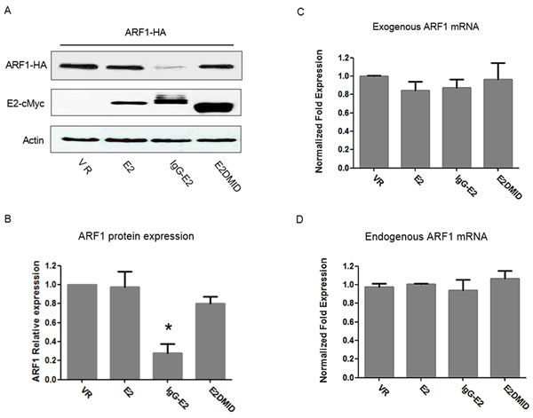 Expression of GBV-C E2 downregulates ARF1 protein expression without inhibiting ARF1 transcription.