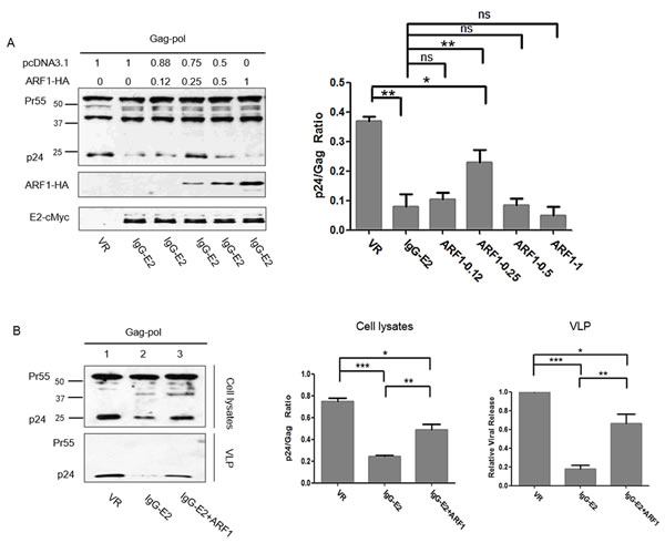 Maintaining ARF-1 expression at a steady state level compromises the inhibitory effect of GBV-C E2 on HIV-1 Gag processing.
