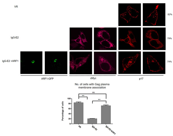 Maintaining ARF-1 expression at a steady state level compromises the inhibitory effect of GBV-C E2 on HIV-1 Gag targeting to the plasma membrane.
