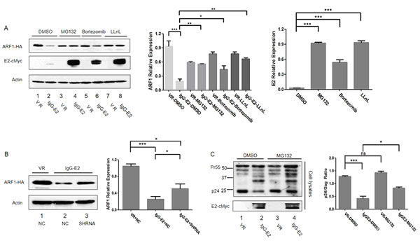 GBV-C E2 induces ARF1 degradation through the proteasomal degradation pathway.