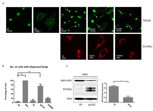 GBV-C E2 expression causes the collapse of the Golgi complex.