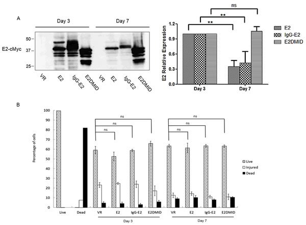 Expression of IgG-E2 does not cause dramatic cytotoxicity.