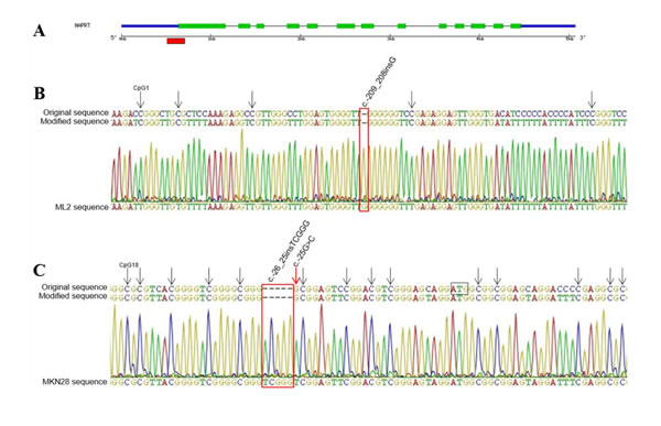 Methylation