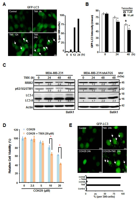 Tamoxifen enhances the cytotoxic effects of COH29 through autophagic degradation of RRM2.