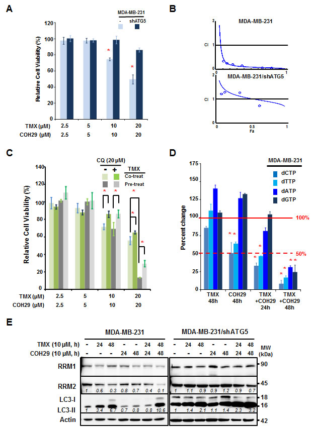 Autophagy is required for the synergistic effect between tamoxifen and COH29.