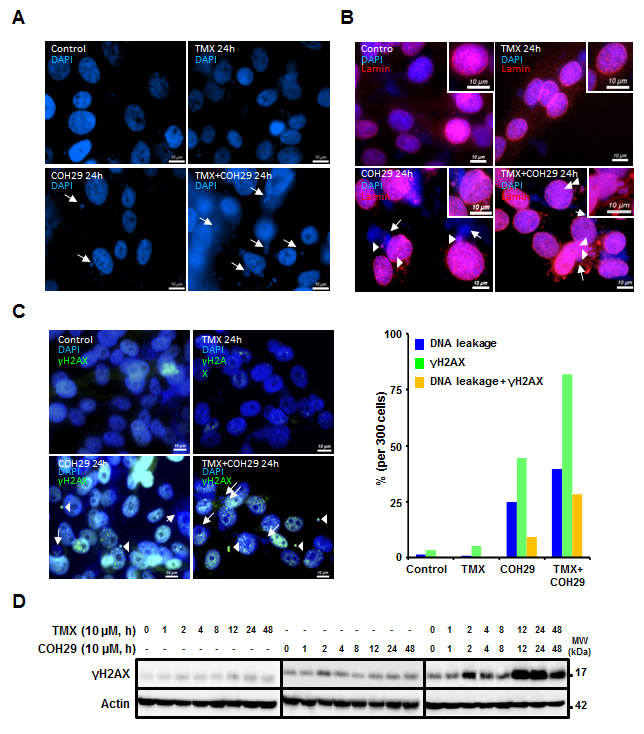 Combination of TMX and COH29 addition induces DNA leakage.