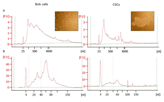 RNA profiles from exosomes from bulk cells (left) and CSCs (right) exosomes obtained by Agilent 2100 Bioanalyzer.