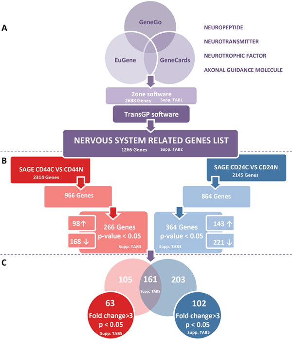 A schematic overview of the approach used in this study.