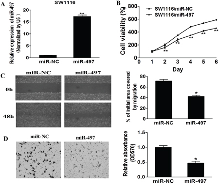 MiR-497 inhibits cell proliferation, migration and invasion.