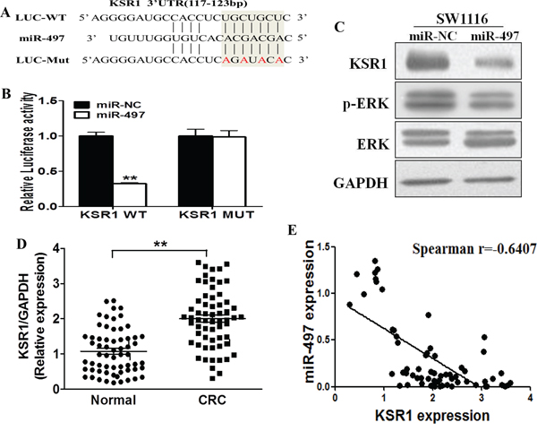 KSR1 is a direct target of miR-497, and is elevated in CRC tissues, which is inversely correlated with miR-497 expression levels.