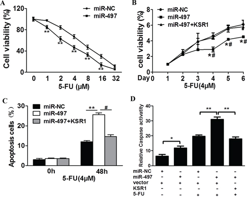 MiR-497 regulates 5-fluorouracil chemosensitivity by targeting KSR1 in colorectal cancer cells.