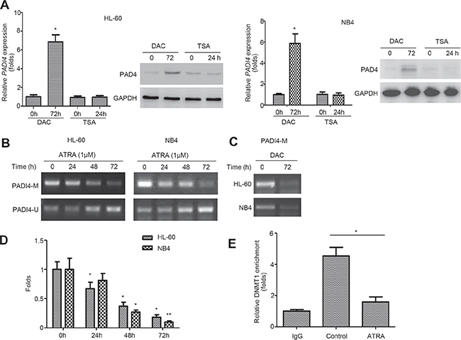 PADI4 promoter undergoes demethylation during ATRA-induced differentiation.