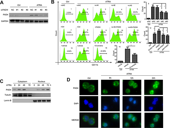 PAD4 promotes leukemia cell differentiation and ATRA treatment facilitates its nucleus translocation.