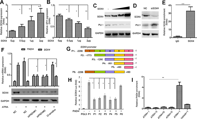 SOX4 mediates the regulation of PU.1 by PAD4.