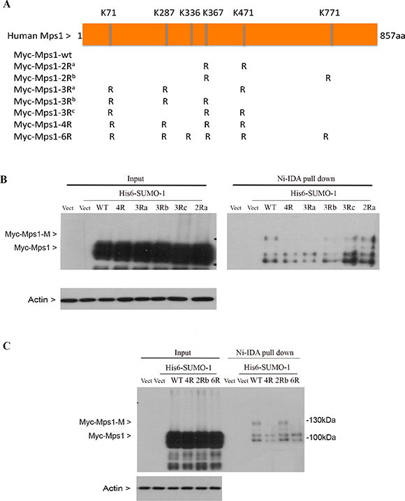 Identification of lysine residues essential for Mps1 sumoylation.