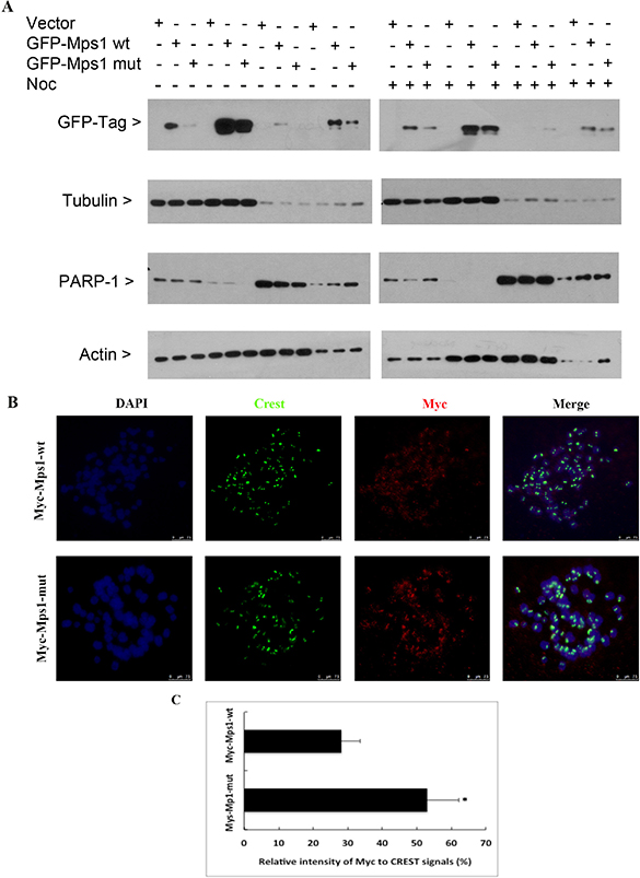Sumoylation does not significantly affect Mps1 subcellular localization.