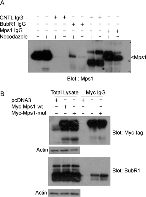 Mps1 sumoylation regulates its interaction with mitotic checkpoint protein BubR1.