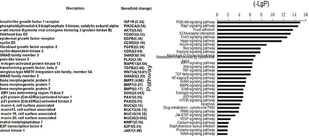 Pathway analysis showed that the differentially expressed genes were involved in the signaling pathways important to cell proliferation, apoptosis, cell adhension and so on (right).
