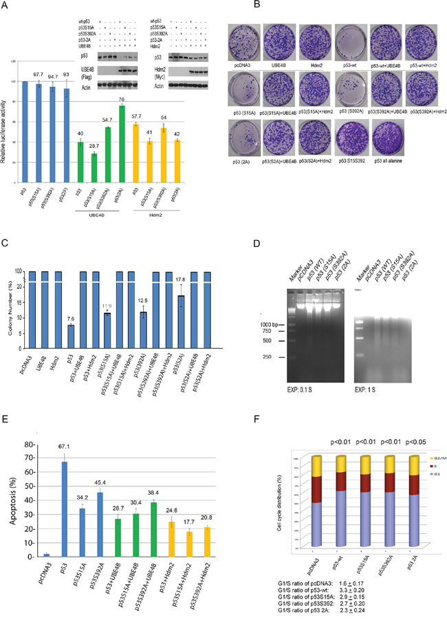 Figure 5. UBE4B and Hdm2 both repress wtp53- and p53 variant-mediated transactivation and growth suppression.