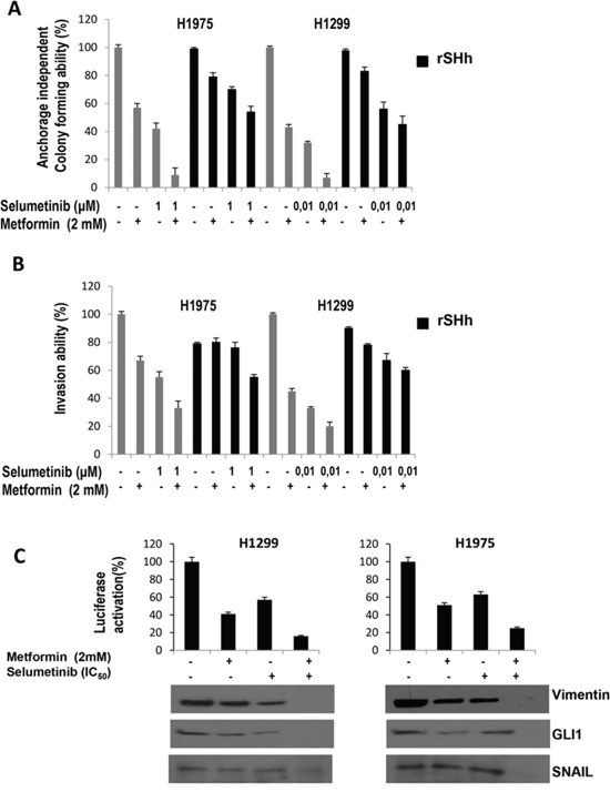 GLI1-mediated effects of metformin, selumetinib or both in NSCLC cell lines.