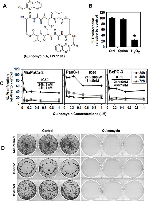 Quinomycin inhibits pancreatic cancer cell proliferation.