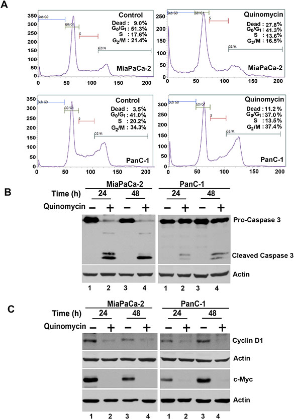 Quinomycin induces cancer cell apoptosis.