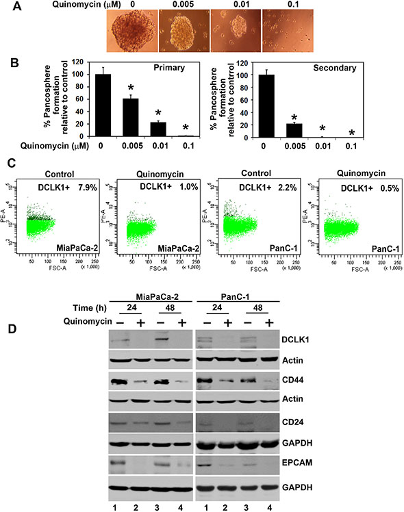 Quinomycin affects cancer stem cell marker expression.