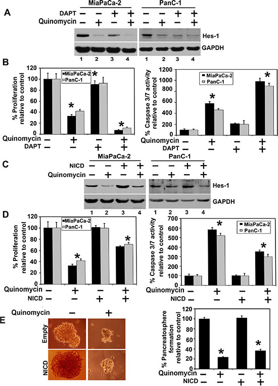 Quinomycin inhibits cell growth through inactivation of the &#x03B3;-secretase complex.