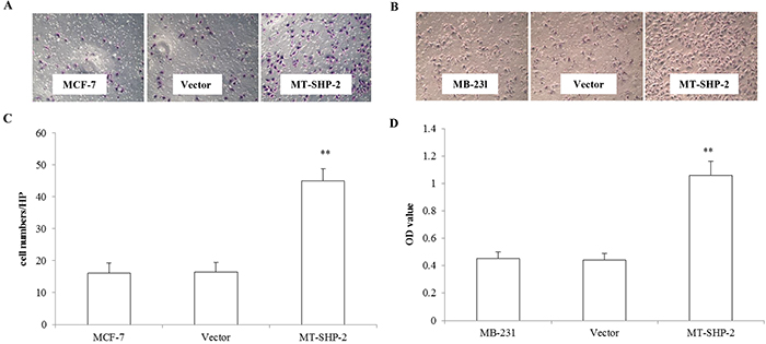 Figure 3. PTPN11 mutation enhances cell migration of MCF-7 cells and MDA-MB231 cell.